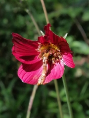 Cosmos scabiosoides