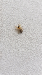 Maratus scutulatus