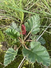 Pelargonium rodneyanum
