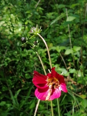 Cosmos scabiosoides