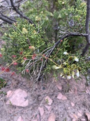 Drosera pallida