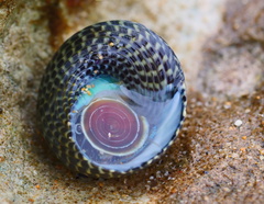 Chlorodiloma adelaidae