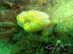 Botrylloides magnicoecus