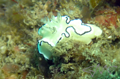 Doriprismatica atromarginata