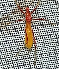 Ricolla quadrispinosa