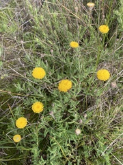 Leptorhynchos squamatus