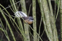 Rhipidura fuliginosa fuliginosa