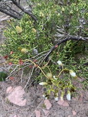 Drosera pallida