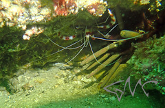 Stenopus hispidus