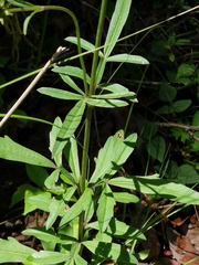 Cosmos scabiosoides