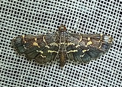 Eurrhyparodes splendens