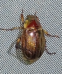 Callistethus marginatus