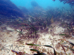 Posidonia australis