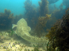 Platycephalus fuscus