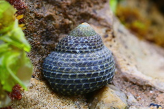 Chlorodiloma adelaidae