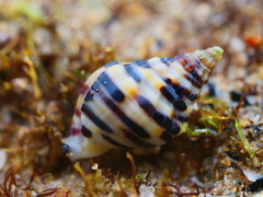 Cominella lineolata