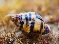 Cominella lineolata