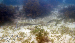 Platycephalus fuscus