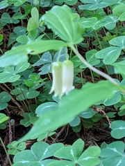 Prosartes smithii
