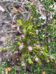 Boronia albiflora