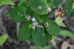 Blaesodiplosis