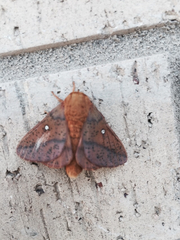 Anisota fuscosa