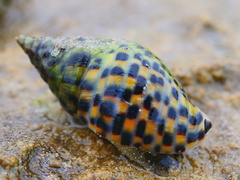 Cominella lineolata