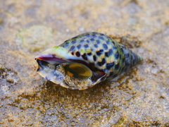 Cominella lineolata