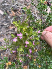 Boronia albiflora