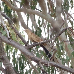 Centropus phasianinus