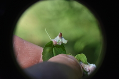 Blaesodiplosis