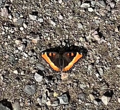 Aglais milberti