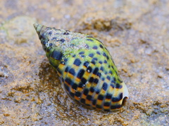 Cominella lineolata