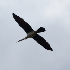 Anhinga novaehollandiae