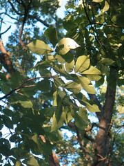 Carya laciniosa