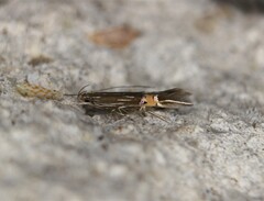 Cosmopterix damnosa