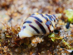 Cominella lineolata