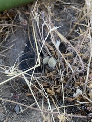 Dasymutilla sackenii