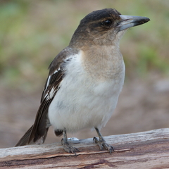 Cracticus nigrogularis