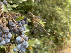 Archilestes californicus