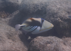 Rhinecanthus aculeatus