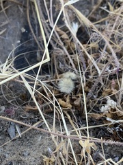 Dasymutilla sackenii