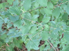 Rhamnus