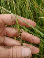 Carex lasiocarpa