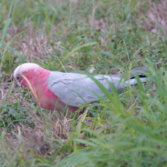 Eolophus roseicapilla