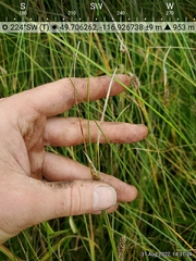 Carex lasiocarpa