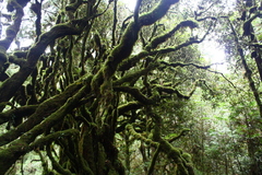 Rhododendron formosanum