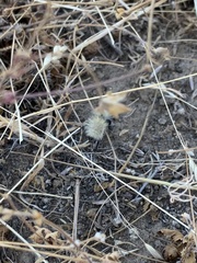 Dasymutilla sackenii