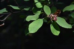 Amelanchier