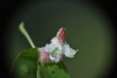 Blaesodiplosis